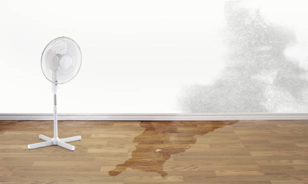 Best Mold removal after water damage  in Aquebogue, NY